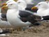 3cy graellsii LBBG in June, ringed in the Netherlands. (135385 bytes)